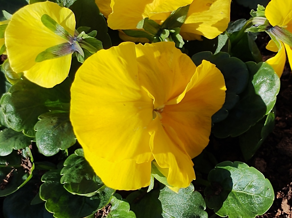 No s'ha trobat l'arxiu